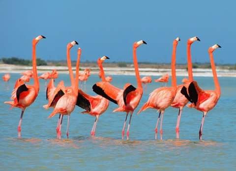Flamingos Rosa Ek Balam