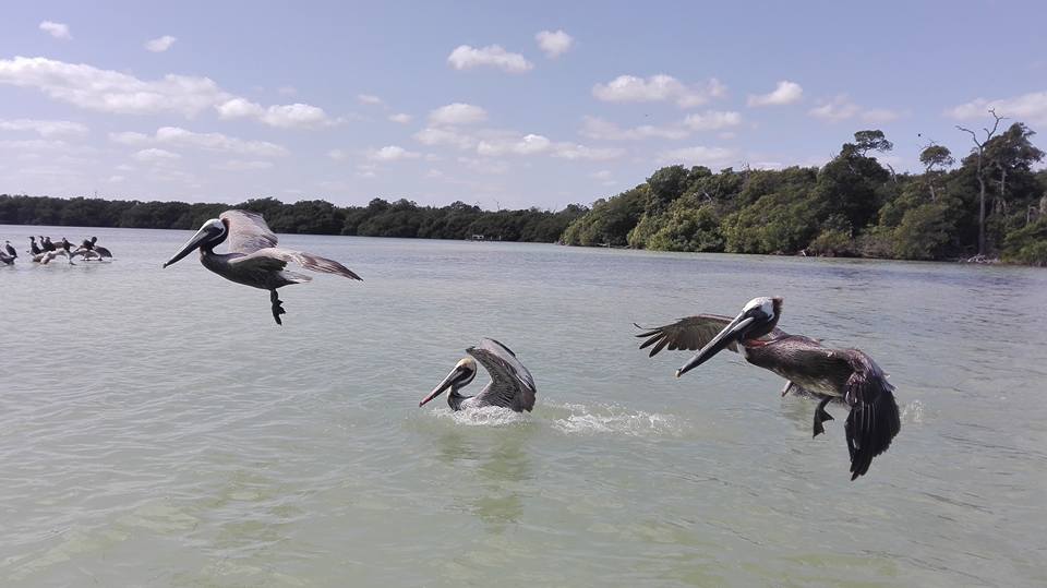 Flamingos Rosa Ek Balam